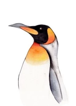 Fritsy Postkaart Pinguin